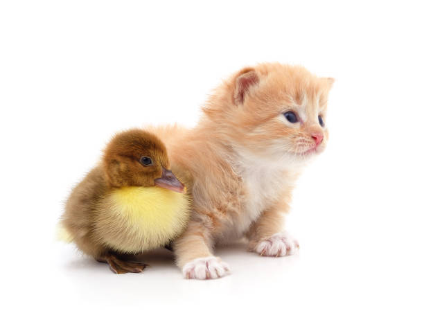 280+ Kitten And Duckling Stock Photos, Pictures & Royalty-Free