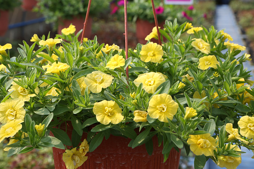 Yellow flowers of calibrachoa (\