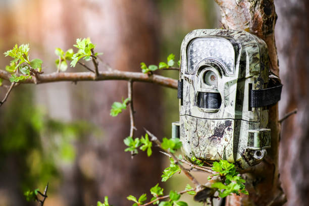 istock Camera trap or spy photo camera in forest. 1401325477