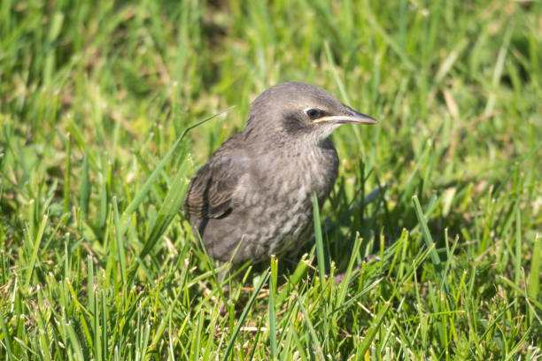 istock portrait of a starling chick 1401326350