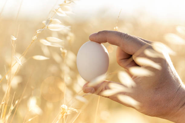 istock Egg. Free-range chicken egg in the foreground with an unfocused background of a grass and held between the fingers. wonderful landscape with organic egg in nature. Natural eggs concept 1401326644