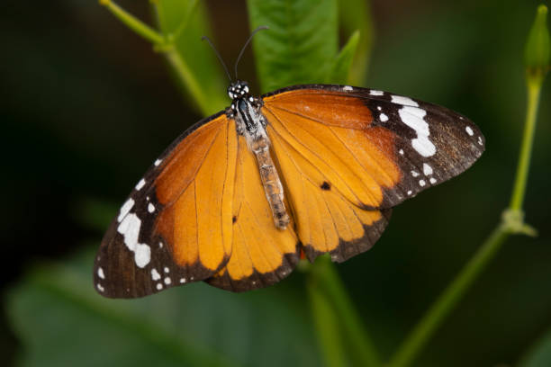 istock Hypolimnas Misippus butterfly on a green leaf close up 1401328174