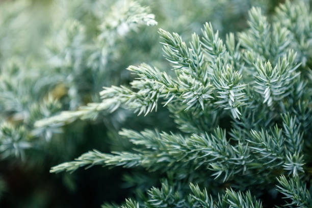 Close up green Creeping Juniper plant in close up. stock photo