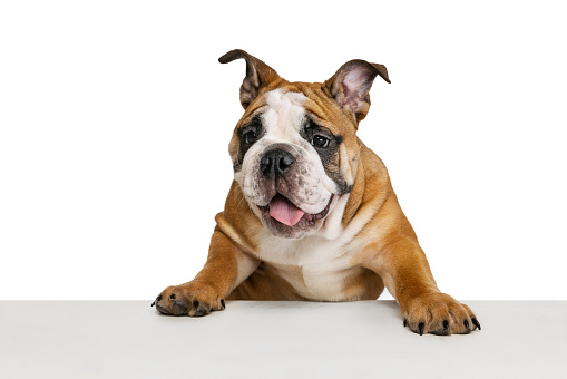 Charming doggy, purebred dog, bulldog posing isolated on white studio background. Concept of animal, breed, vet, health and care. Copy spce for ad. Pet looks happy, funny, delighted