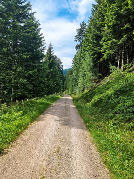 Mountain trail trough the Black Forest. Scenic, romantic landscape with trees. Hiking trail near Feldberg. Baden-Wuerttemberg, Germany.
