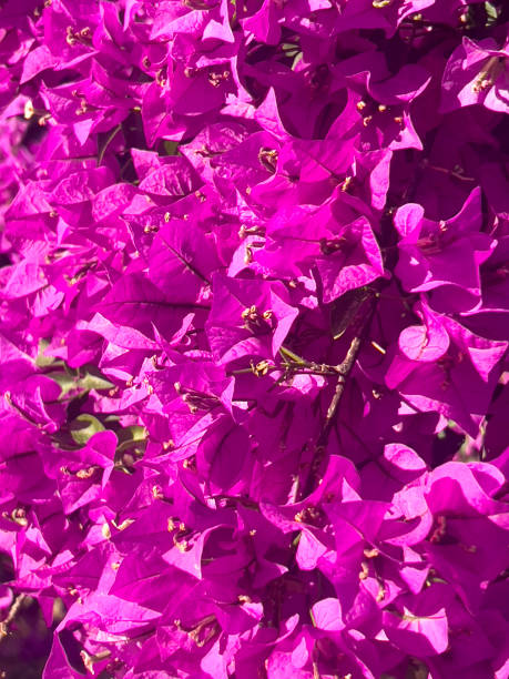 istock Purple density on bougainvillea flowers 1401329970