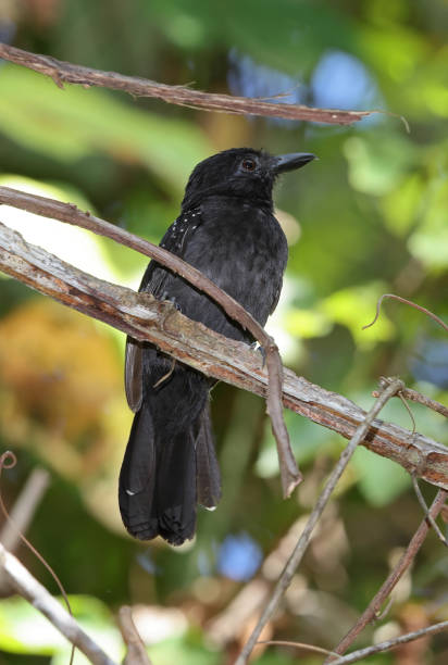 istock Black-hooded Antshrike 1401330179