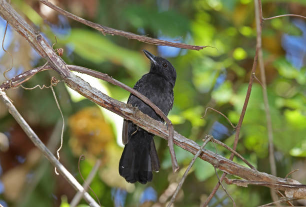 istock Black-hooded Antshrike 1401330183
