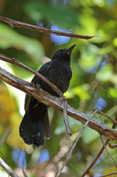 istock Black-hooded Antshrike 1401330198