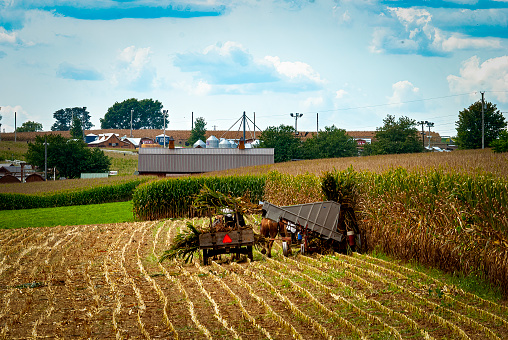 Ronks, Pennsylvania, September 11, 2021 - A View of Amish Harvesting There Corn Using Six Horses and Three Men as it was Done Years Ago on a Sunny Fall Day