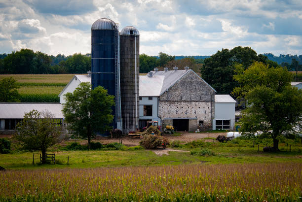 Ronks, Pennsylvania, September 11, 2021 - A View of Amish Harvesting There Corn Using Six Horses and Three Men as it was Done Years Ago on a Sunny Fall Day