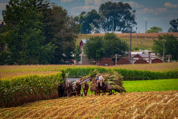 Ronks, Pennsylvania, September 11, 2021 - A View of Amish Harvesting There Corn Using Six Horses and Three Men as it was Done Years Ago on a Sunny Fall Day