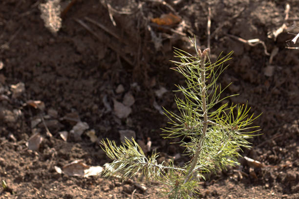 istock One green seedling of coniferous tree, spruce, pine. Forest restoration 1401331991