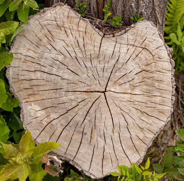 istock Worn out tree trunk close-up, weathered and torn 1401333019