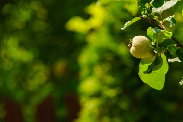 Green quince fruit on tree in garden. Organic gardening.