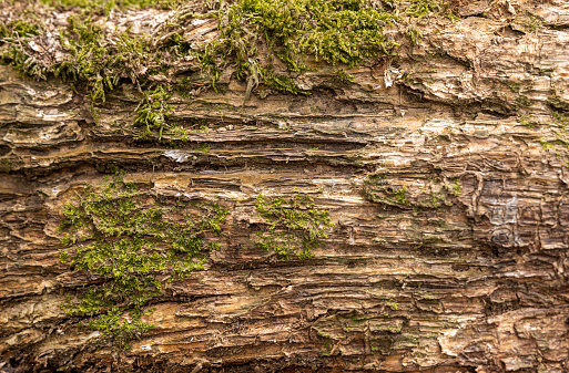 Worn out tree trunk close-up, weathered, cracked and torn