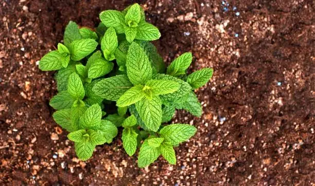 Photo of Mentha spicata, popularly known as peppermint, spearmint or garden mint.jpg