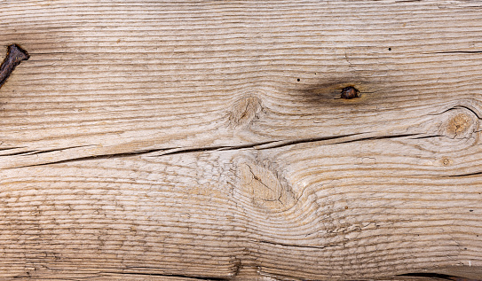 Worn out tree trunk close-up, weathered, cracked and torn