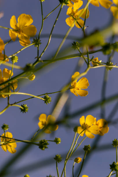 istock Vertical image of buttercups against the blue sky 1401335644