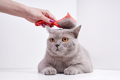 The girl combs the hair of a british shorthair cat