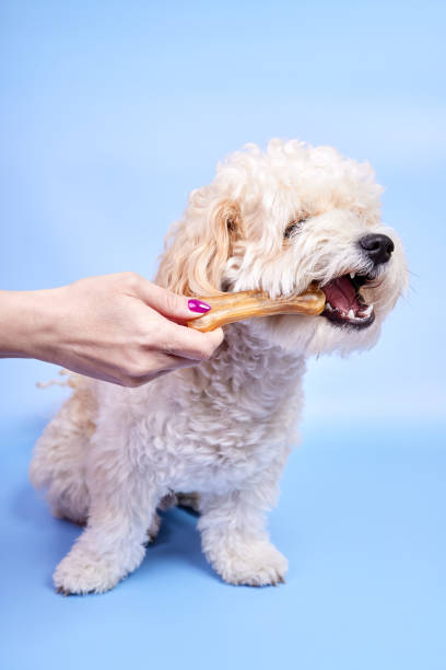 istock Maltipoo puppy biting a bone given to him by a girl 1401335799