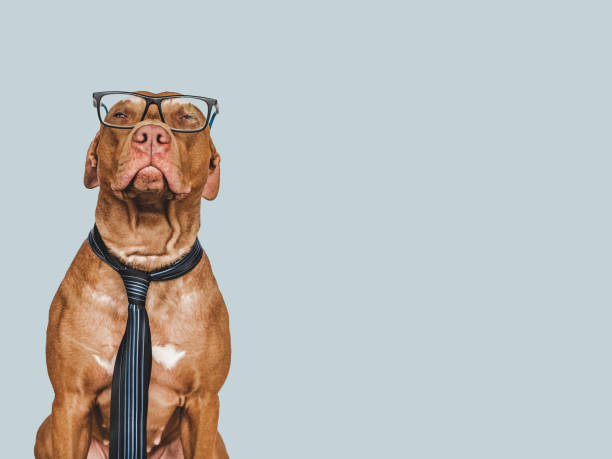 istock Lovable, pretty brown puppy and tie. Close-up 1401337082