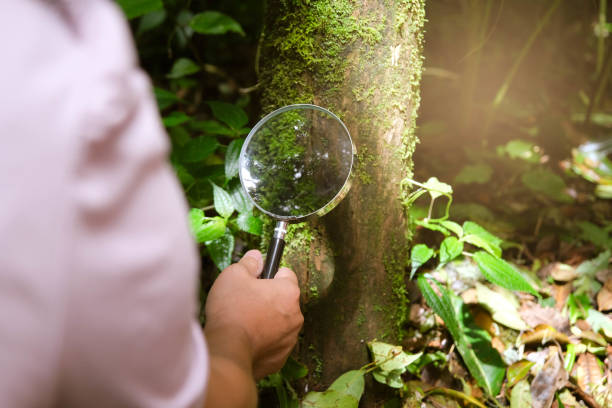 istock Female environmentalist using a magnifying glass examines and studies plants in the rainforest. Nature and ecology concept. 1401337236