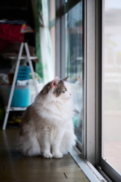 Portrait of a white cat sitting beside sliding glass door looking outside