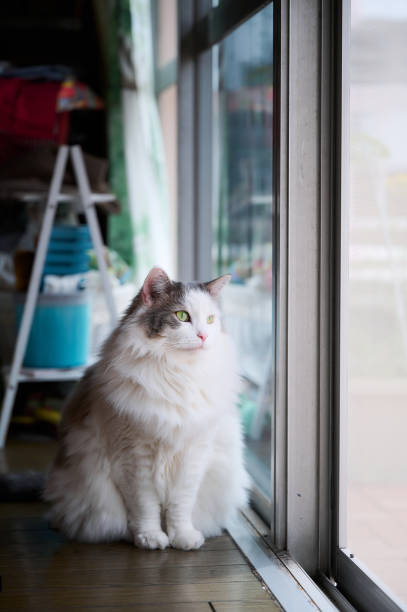 istock White cat sitting beside sliding glass door 1401337267