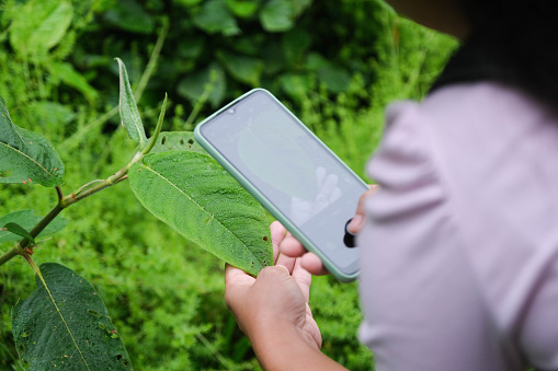 Female environmentalist working on a mobile phone in the rainforest. Biologists examine and input data into smartphones. Nature and ecology concept.