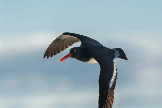 American oystercatcher, Haematopus palliatus,  in flight, flying in a Patagonian beach environment, Patagonia, Argentina.