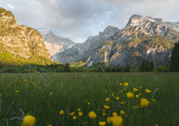 hermoso panorama de montaña en los alpes austriacos con verdes prados y flores - upper austria almsee - mountain austria european alps mountain peak fotografías e imágenes de stock