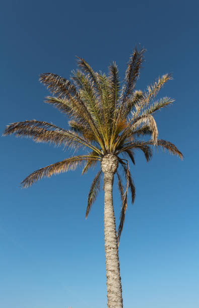 istock Palm tree with blue sky holiday feeling in Spain during summer 1401338692