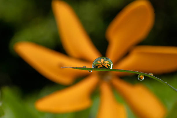 yellow flowers reflected in water droplets  with yellow flowers in the background