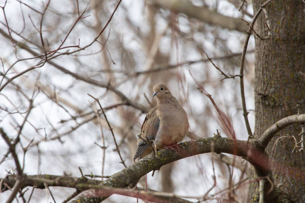 istock A young turtledove sits on a tree branch 1401342147