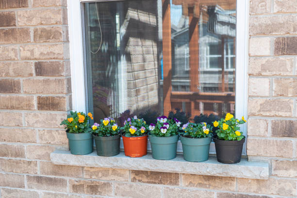 istock Flowers in pots on the windowsill 1401342177