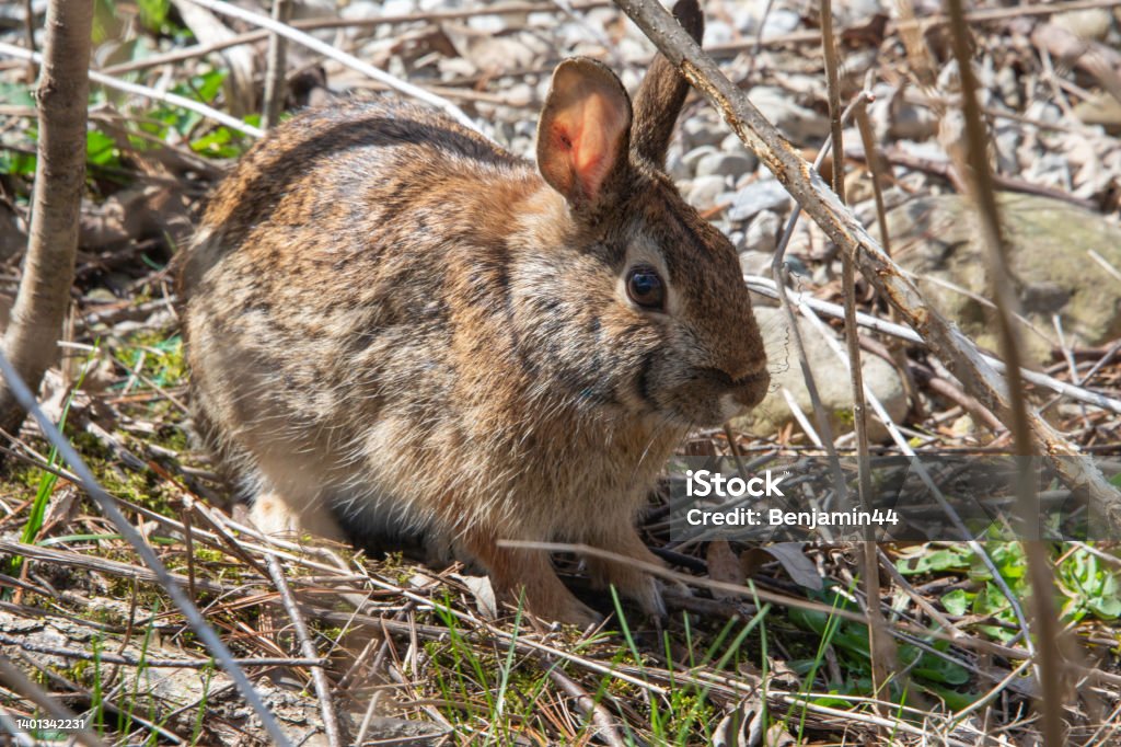 Wild hare hiding in the bush Forest bell flowers illuminated by sun rays, on green foliage background Leaf Stock Photo