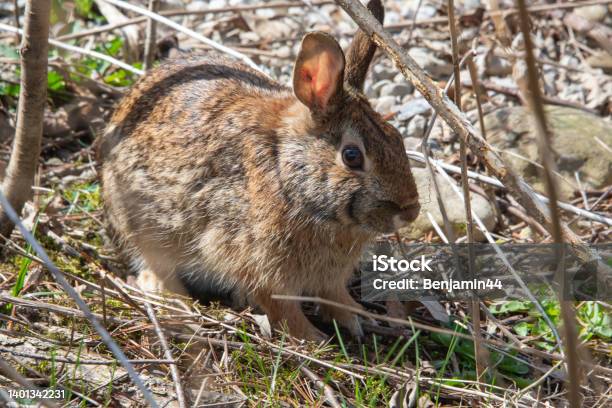 Wild Hare Hiding In The Bush Stock Photo - Download Image Now - Leaf, Rabbit - Animal, Agricultural Field