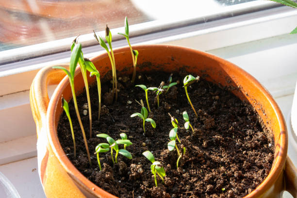 istock Seedlings in ceramic dishes on the windowsill 1401342422