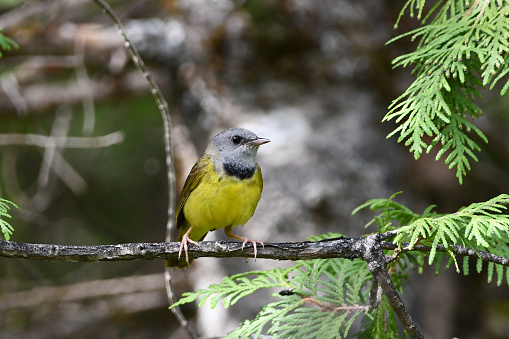 A colorful Mourning Warbler sits perched on a branch
