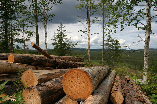 Forest industry timber wood harvesting Sweden