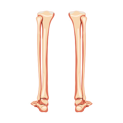 Leg tibia, fibula, Foot, ankle Skeleton Human back Posterior dorsal view. Set of Anatomically correct realistic flat natural color concept Vector illustration isolated on white background