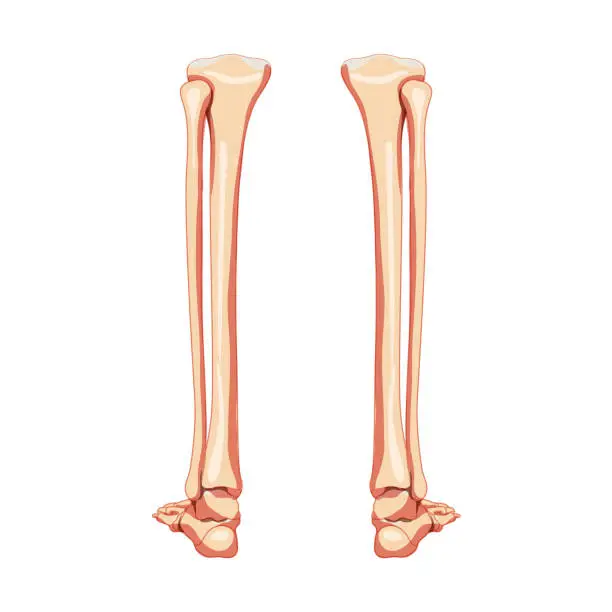 Vector illustration of Leg tibia, fibula, Foot, ankle Skeleton Human back Posterior dorsal view. Set of Anatomically correct realistic flat natural color concept Vector illustration isolated on white background
