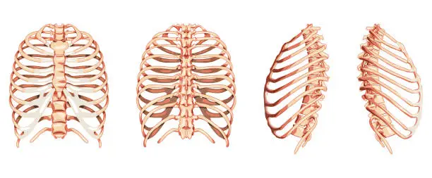 Vector illustration of Set of Rib cages Skeleton Human front back side ventral, lateral, and dorsal view. Set of Anatomically correct realistic flat natural color concept Vector illustration of isolated on white background