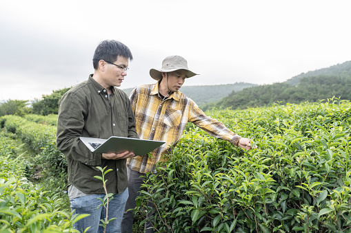 Two Chinese male scientists used laptops to register the growth of tea plants in an organic tea garden in Fujian