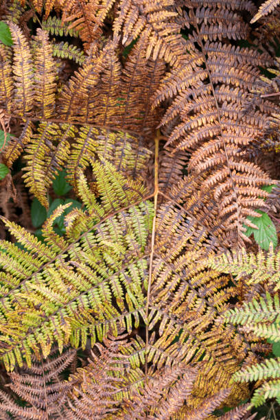istock Close-up of brown fern leaf. 1401348459