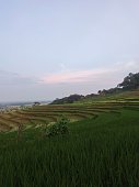 paddy-field.jpg?b=1&s=170x170&k=20&c=GmCdMEDIknvFswn95ifJAULWJYtRRLPESQ-mv0hu62U=