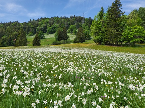 Landscape of wild daffodil field in Les Pleaides.