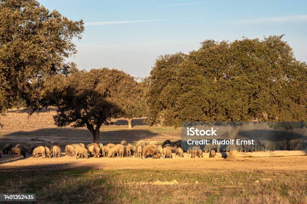 Iberian Pigs Pata Negra Grazing In Extremadura Landscape Near Trujillo In Spain Stock Photo - Download Image Now