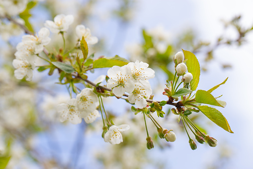 cherry and pear branch with white flowers and leaves on a blue sky background